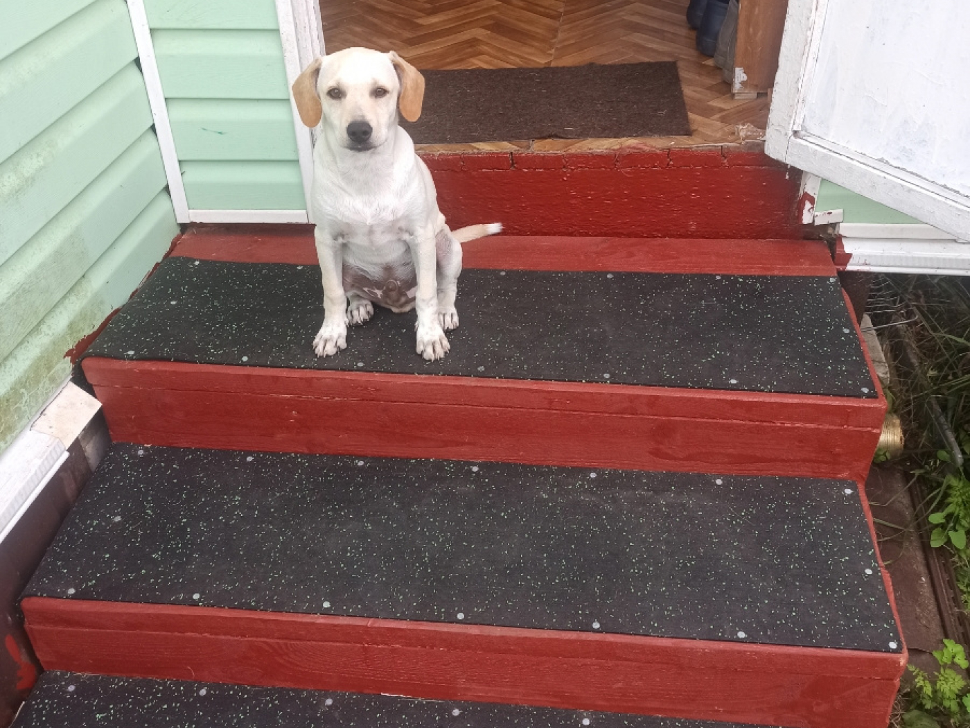 6.3.4AS.2Bg Противоскользящие накладки на ступени Alegria step и Alegria step waterproof  - Вид №1