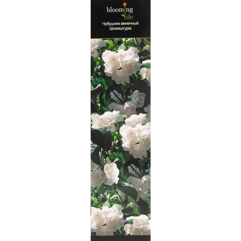 Чубушник виргинский Шнеештурм в тубе 82539527 STLM-2189369 BLOOMING LIFE 