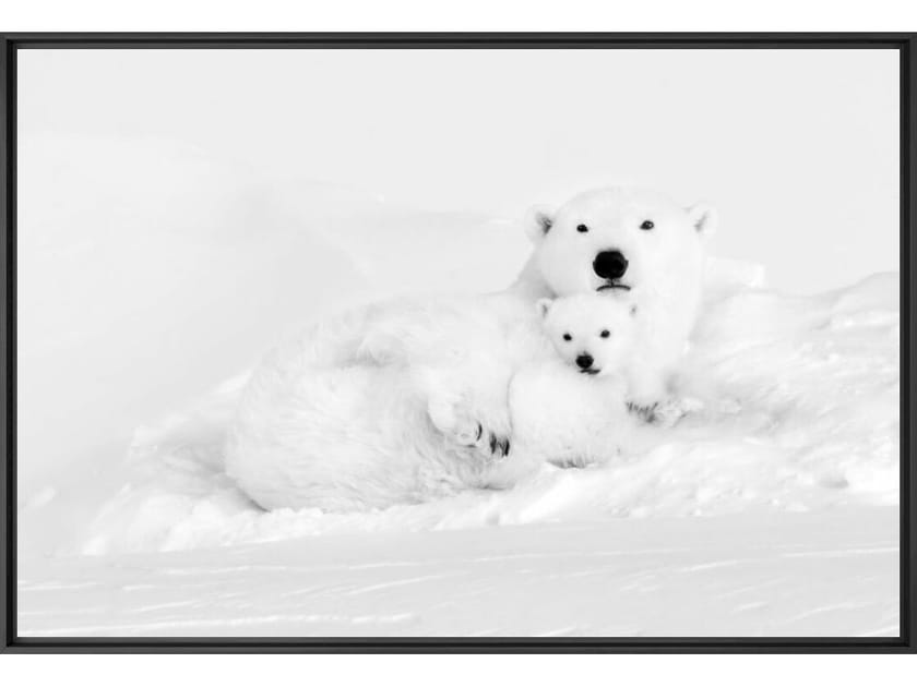 Печать фотографий на бумаге YellowKorner животное ARCH-00085798