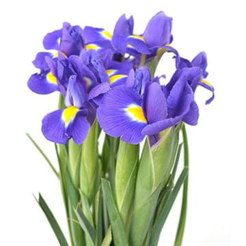 Ирисы блу меджик 60 см Santreyd 26084