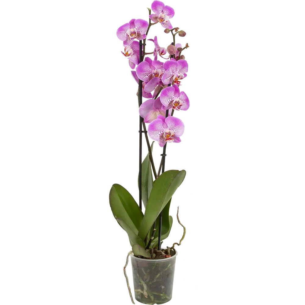 Орхидея Фаленопсис Джиллиан ø12 h65 см Santreyd STLM-2009698