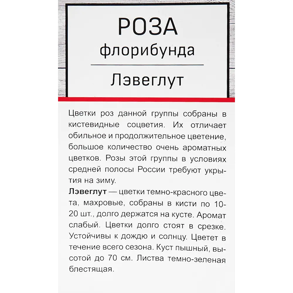 Роза флорибунда Лэвеглут в тубе Поиск Инвест 18348460 STLM-2065541 Santreyd  - Вид №1