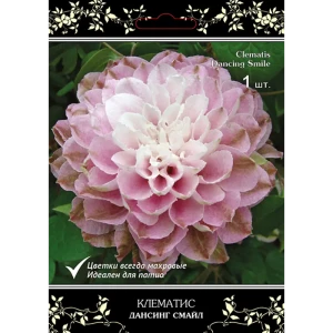 Клематис крупноцветковый Люкс Дансинг Смайл h15 см 83431386 STLM-2210766