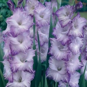 Гладиолус Land O Lakes, 10х12 см