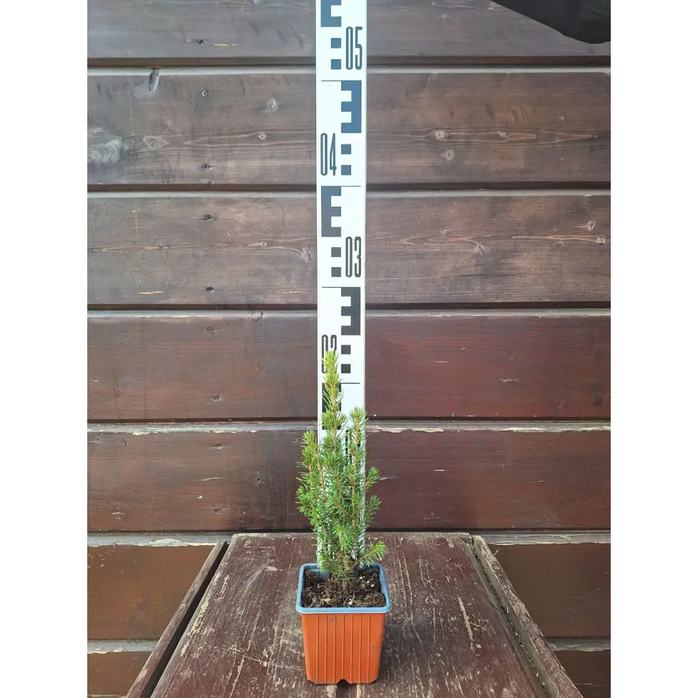 Ель Коника ø10 см h20 - 40 см Santreyd STLM-2103957