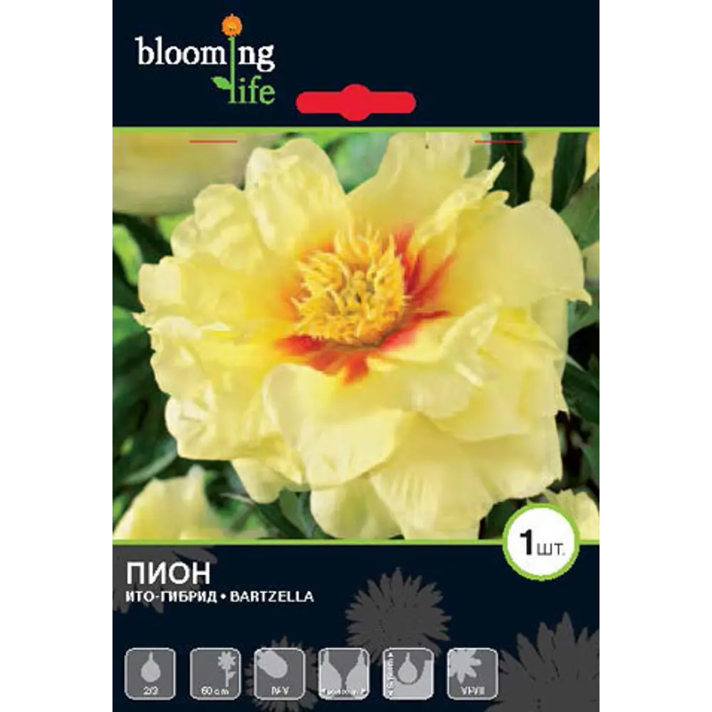 Пион ИТО-гибрид «Бартзелла» 82539397 STLM-2141255 BLOOMING LIFE 