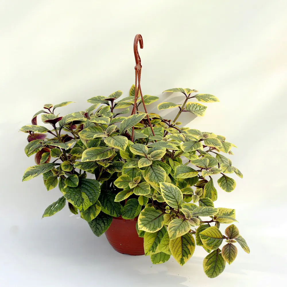 Santreyd Плектрантус пестролистный в кашпо - тропическая элегантность 89338379 STLM-1450718