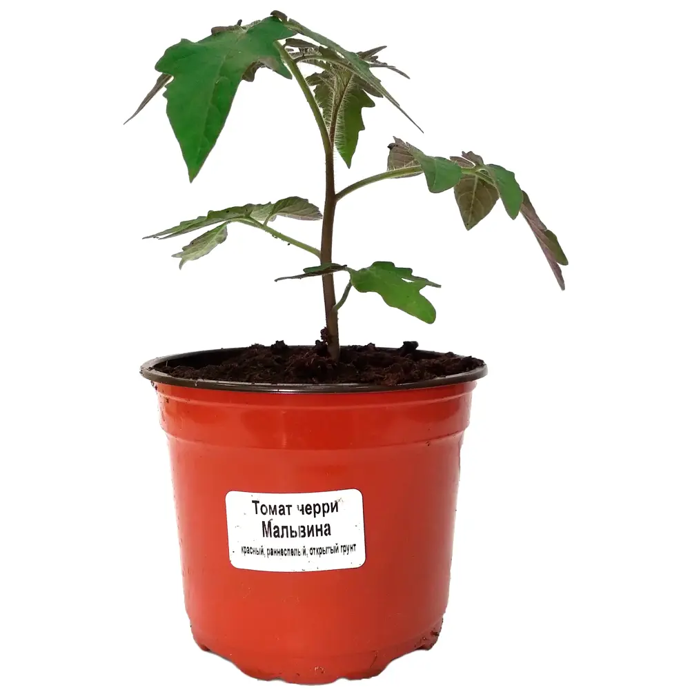 Томат Черри ø12 h15 см Santreyd STLM-2060131