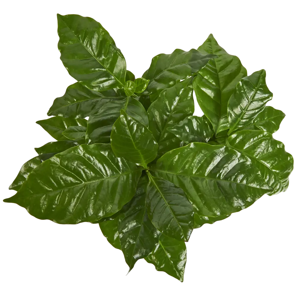 Кофейное дерево аравийское 12x25 см Santreyd STLM-2056599 - Вид №1