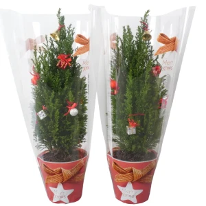 Кипарисовик Элвуда 203 ø13 h50 см 89404485 STLM-2196680
