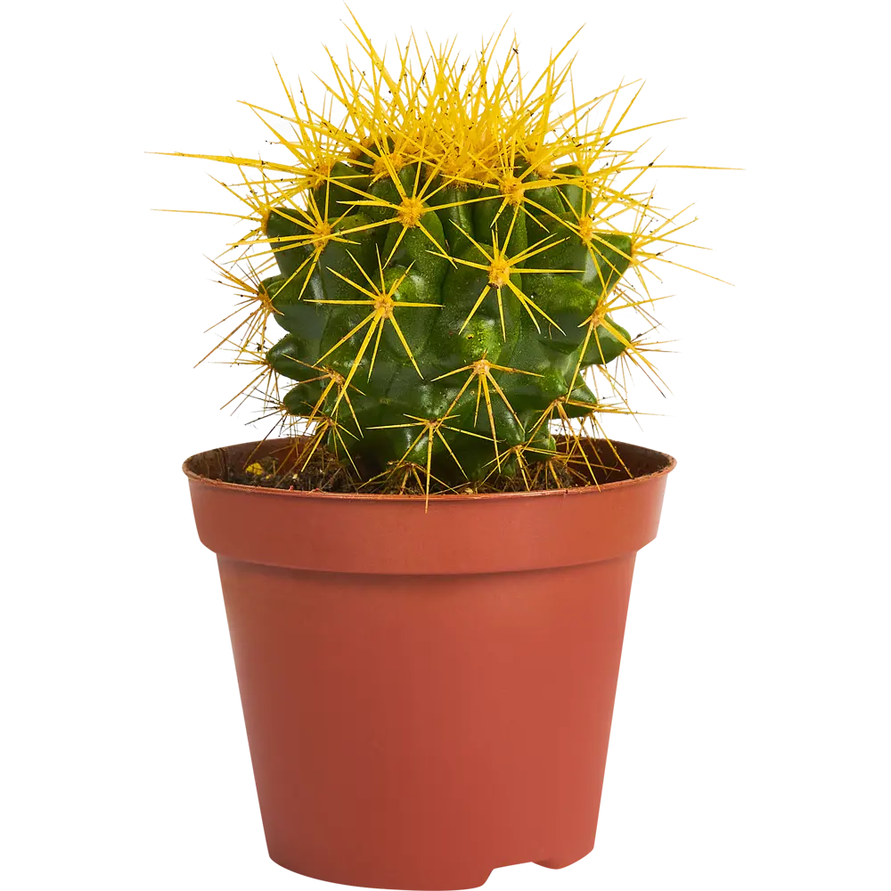 Santreyd Эхинокактус Грузони Радуга - живой шар с золотистыми колючками 84450779 STLM-0050228 - Вид №1
