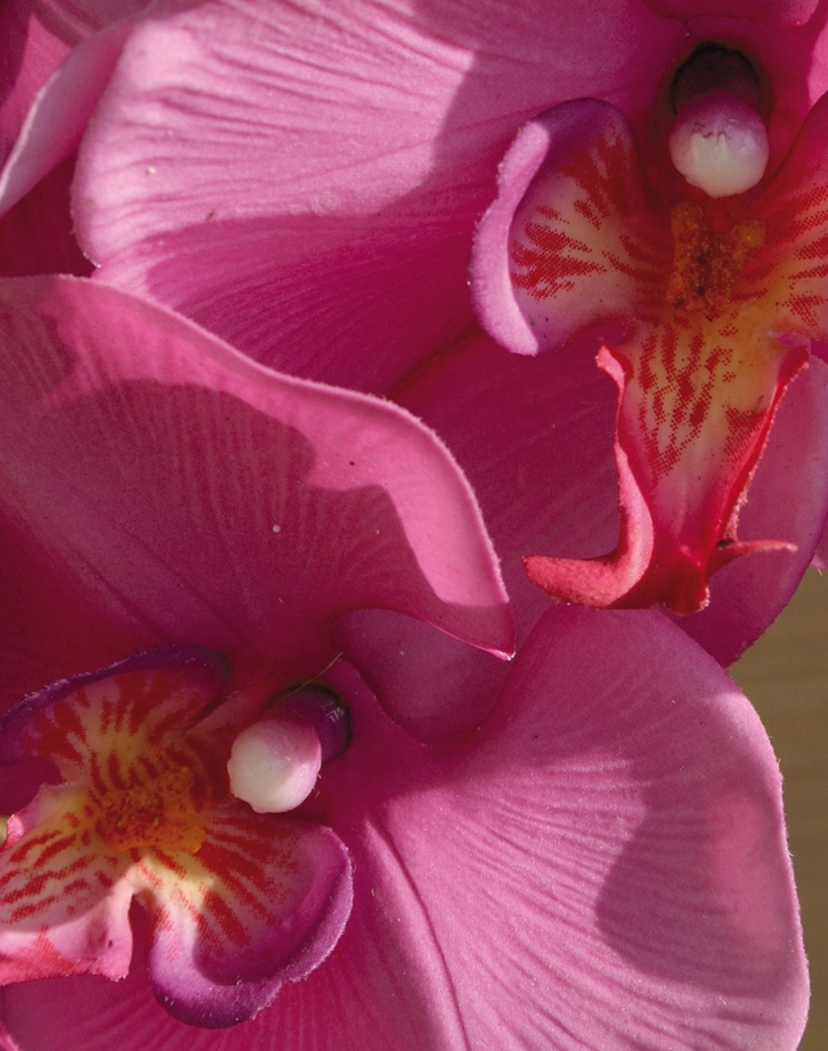 2581 420 a3 Искусственная орхидея Phalaenopsis, 103 см, real touch, вишня H-andreas  - Вид №4