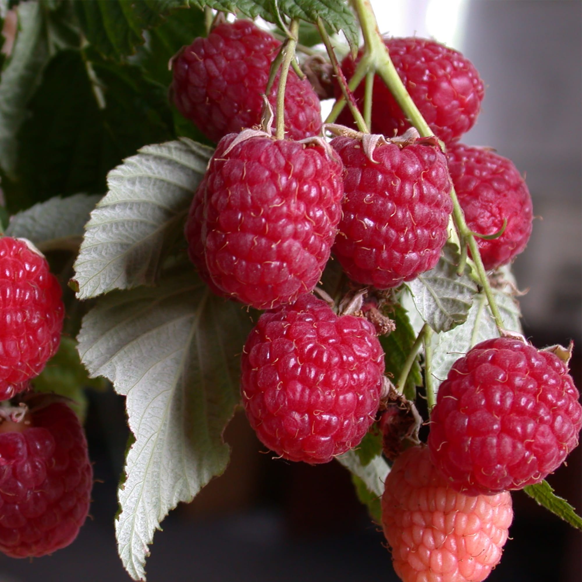 18469755 Малина ремонтантная «Геракл», С3-С4 Santreyd  - Вид №2