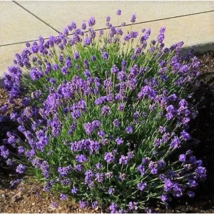 Лаванда узколистная Авиньон Эрли Блу h15 см