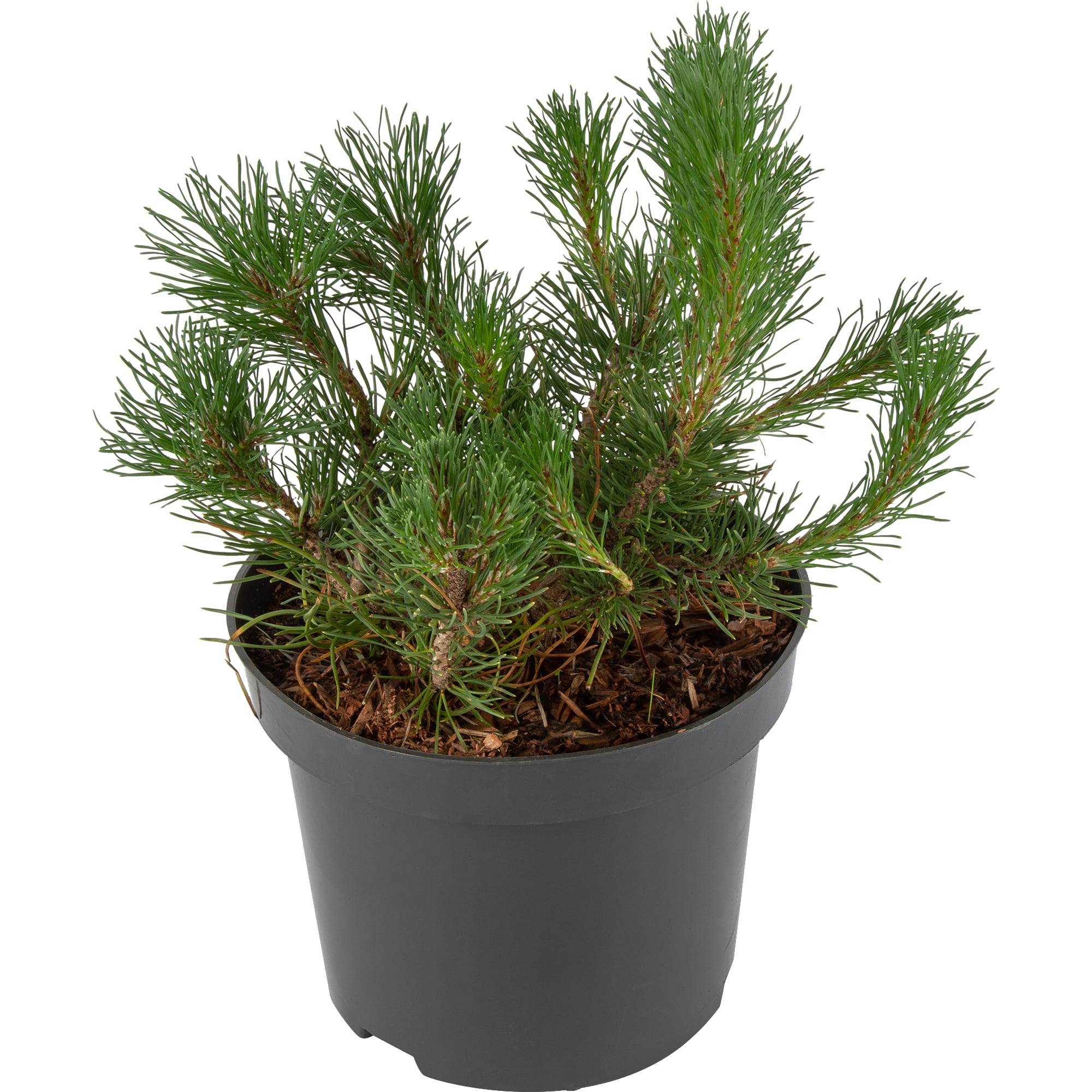 82644366 Сосна горная Мугус h 20-25 см C2/C3 Santreyd 