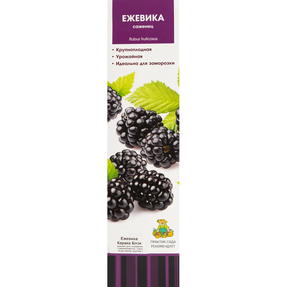 Ежевика Карака Блэк в тубе Поиск Инвест 82528991 STLM-2063079 Santreyd 