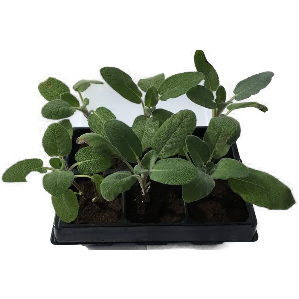 Шалфей в кассете, 6 шт Santreyd STLM-2025365 - Вид №1