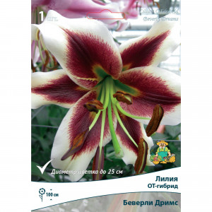 82530243 Лилии ОТ-Гибриды Беверли Дримс