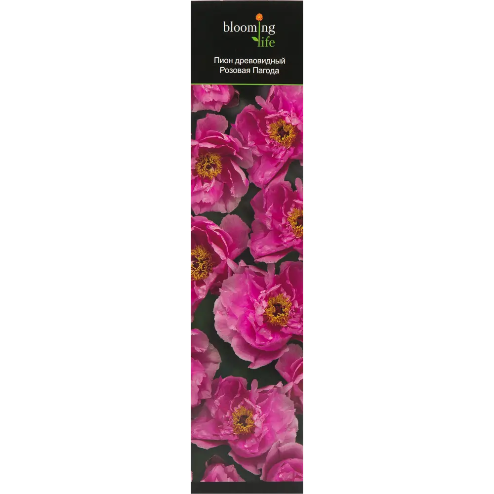 Пион древовидный Розовая пагода в тубе 82539502 STLM-2010530 BLOOMING LIFE  - Вид №2