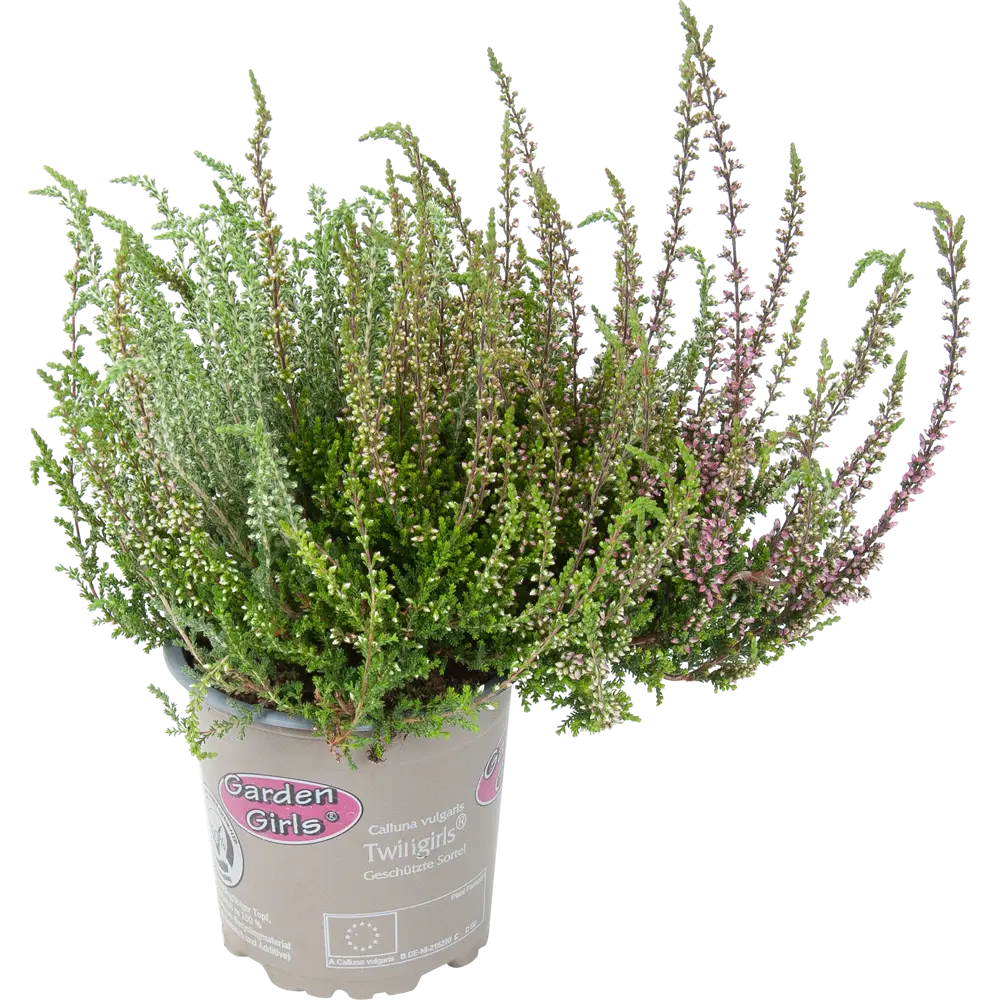 Вереск Твин Герлс двухцветный для сада и горшка 82733761 Santreyd STLM-1579315