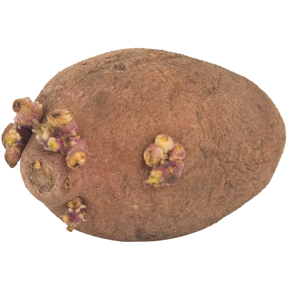 Картофель семенной «Манифест Суперэлита», 2 кг Santreyd STLM-2035027 - Вид №2