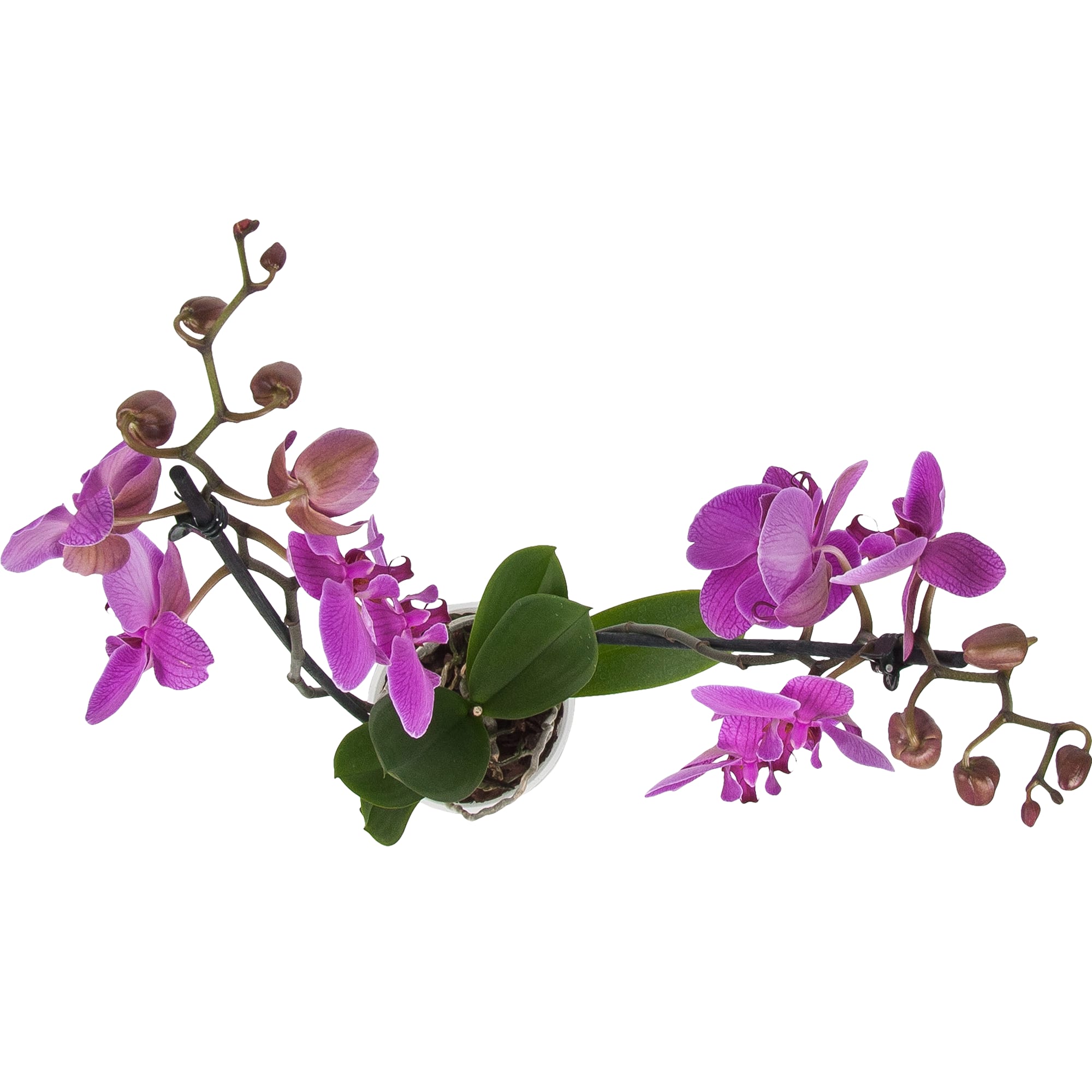 84450713 Орхидея Фаленопсис 6 цветов микс ø12 h65 см Santreyd  - Вид №1