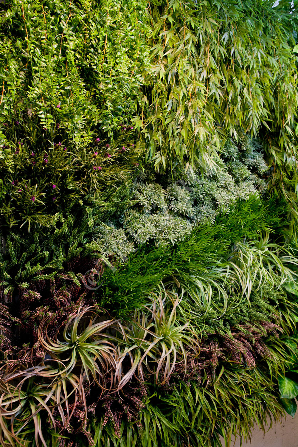 20.091401N Трава Ванилла Грасс зелёная Цветочная коллекция  - Вид №1