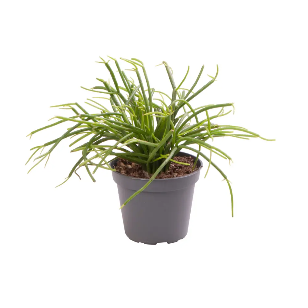 Santreyd Рипсалис Кассута — изящный ампельный кактус с водопадом стеблей 89375042 STLM-0964556