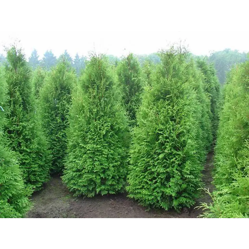 Туя западная сорт Брабант в коробке 82559137 STLM-2176339 Santreyd  - Вид №1