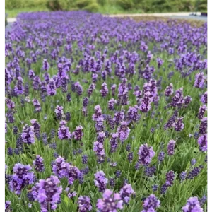 Лаванда узколистная Лавли Скай Блу h15 см
