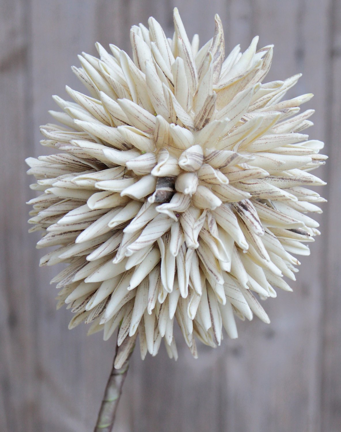 7890 976 a3 Искусственный мягкий цветок 'allium', 80 см, серый H-andreas  - Вид №5