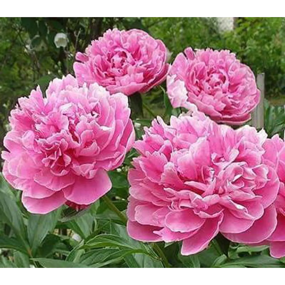 Пион Александр Флеминг 1 шт. 83628541 STLM-2001238 BLOOMING LIFE 