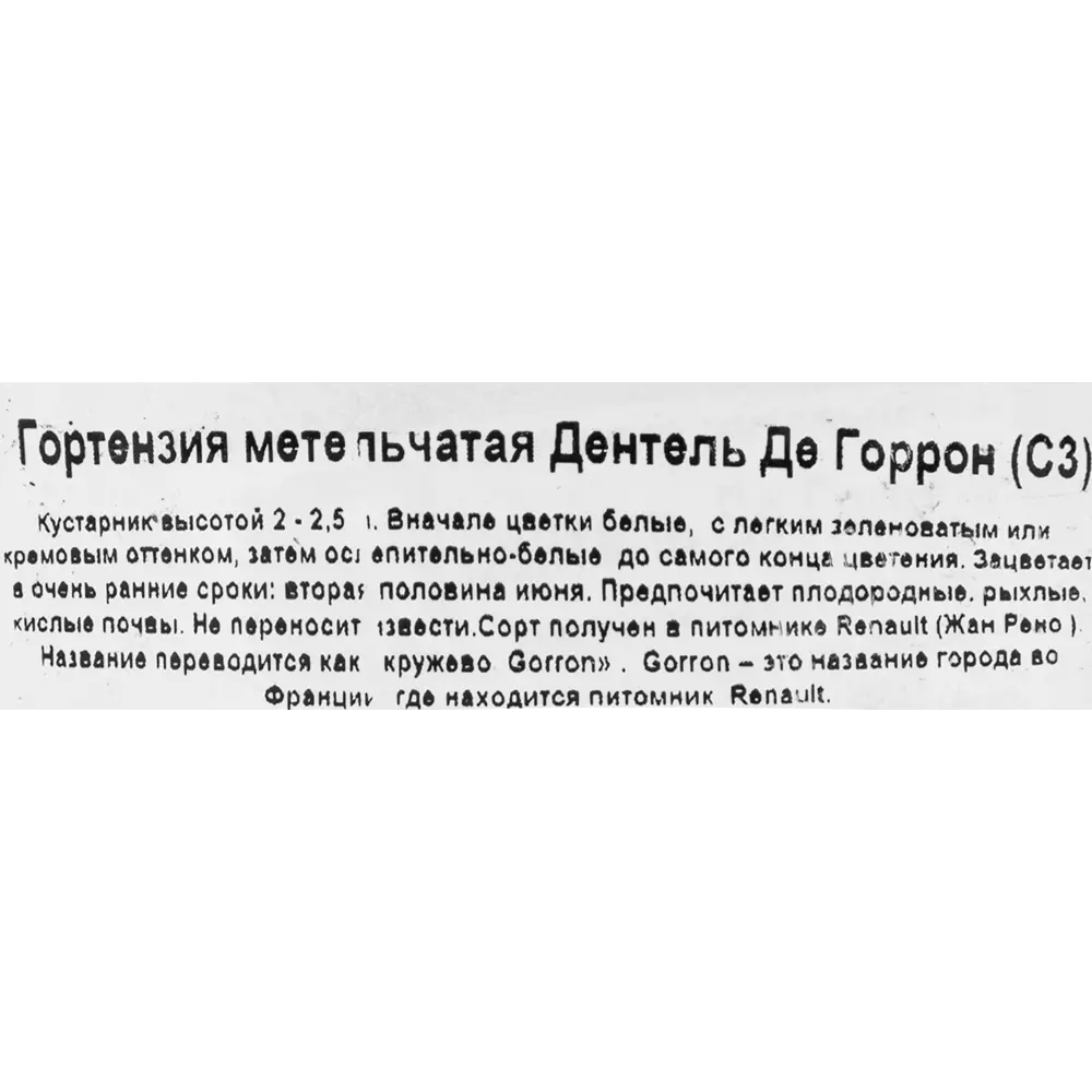 Гортензия «Дентель Де Горрон» С3 82360392 STLM-2054881 Santreyd  - Вид №1