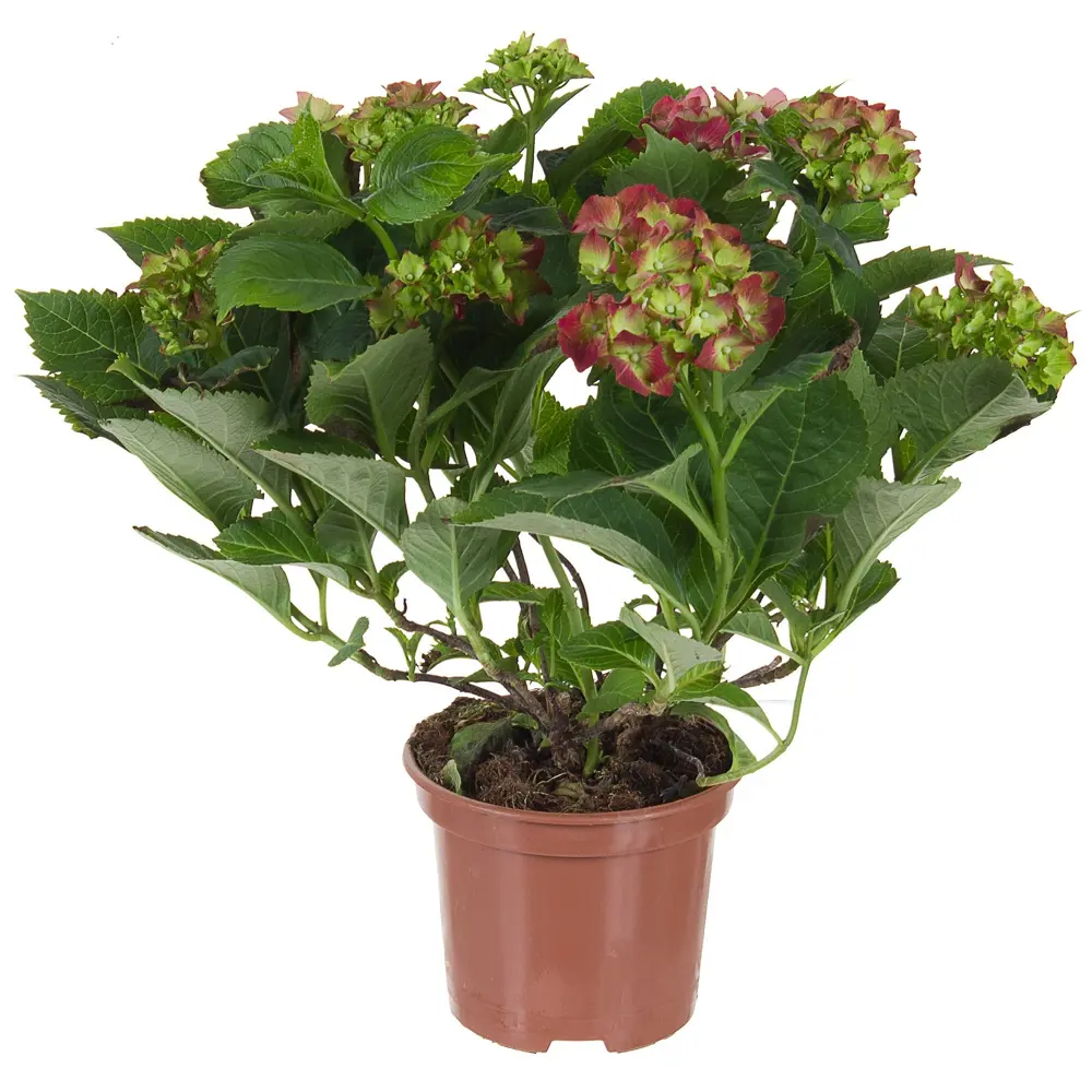 Гортензия микс 14x35 см 15627691 STLM-2163813 Santreyd 