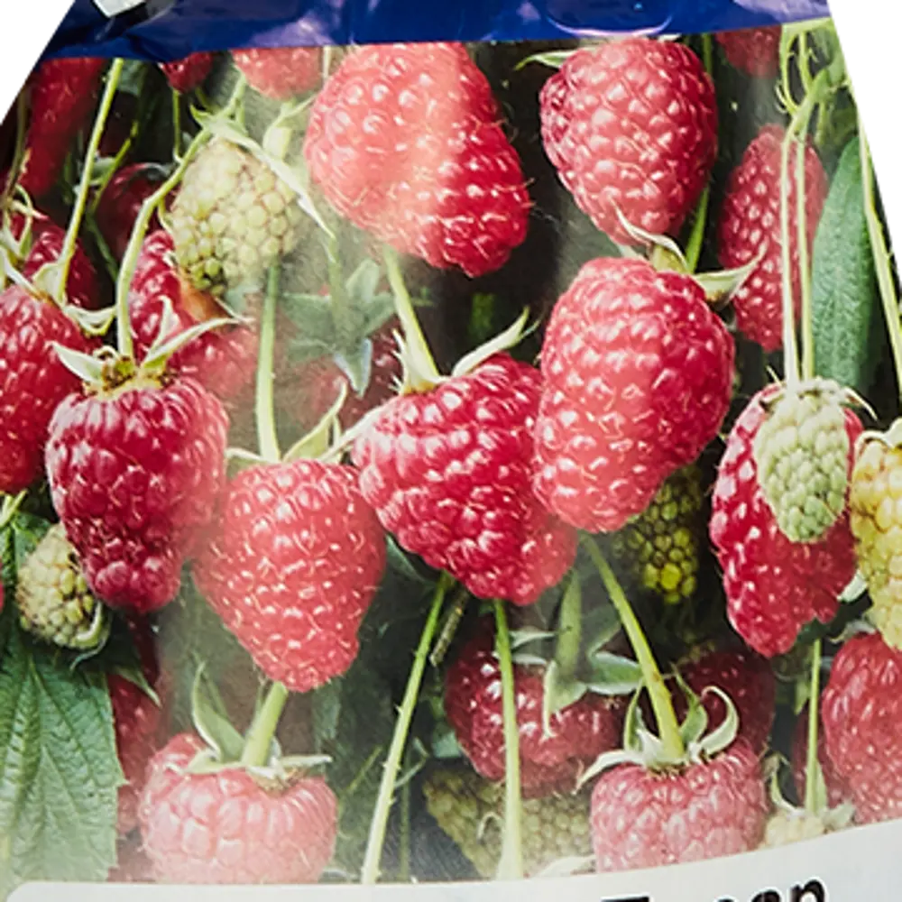 Малина Гусар красная пакет ø9 h40 см Santreyd STLM-2017010 - Вид №3