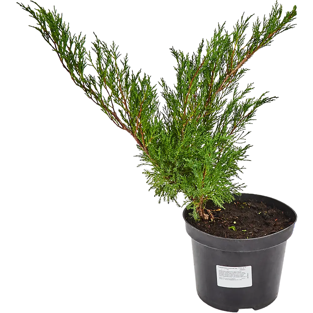 Можжевельник казацкий мас C3 ГАВРИШ STLM-2202947