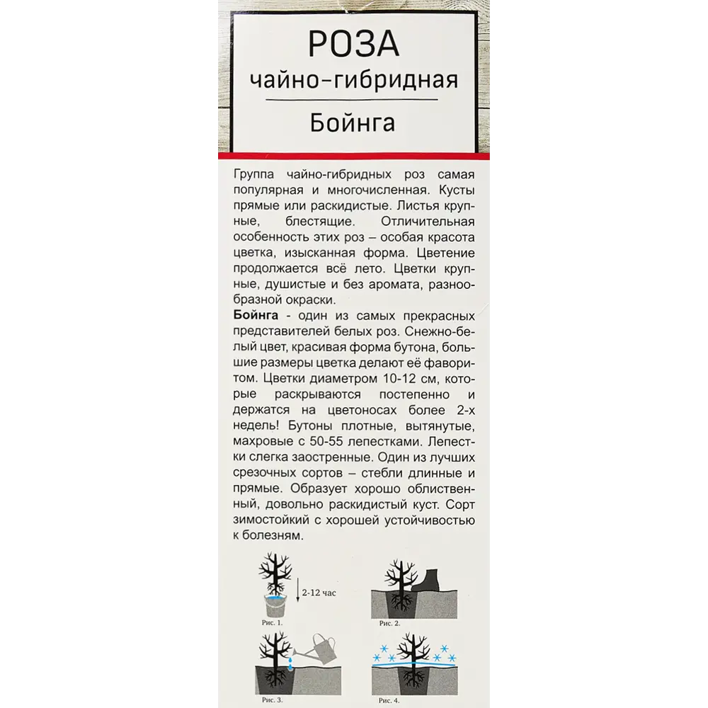 Роза чайно-гибридные «Бойнга» 18346149 STLM-2022211 Santreyd  - Вид №3