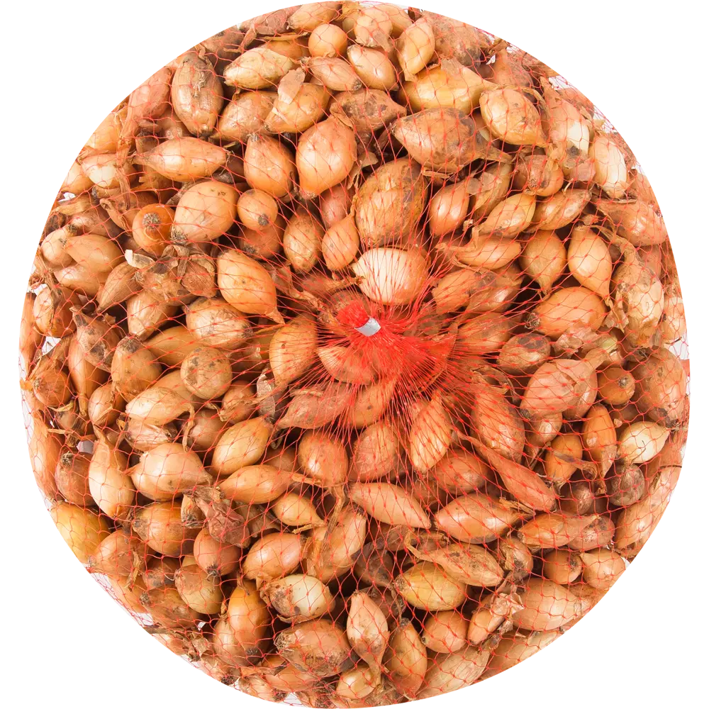 Лук севок Стурон 1 кг Santreyd STLM-2051125