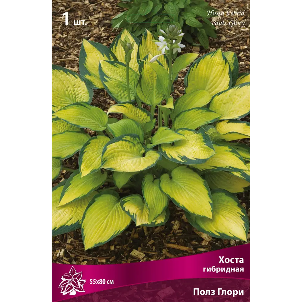 Хоста гибридная Полз Глори луковица I Santreyd STLM-2088453