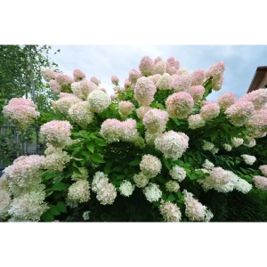 Гортензия метельчатая Грандифлора ø22 h40 см 89421391 STLM-2123588