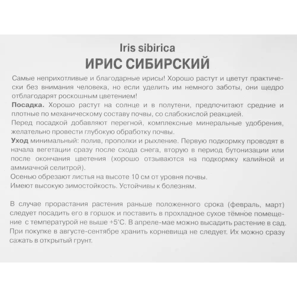 Ирис сибирский Галлз уинг луковица I 88294640 STLM-2202261 Santreyd  - Вид №2