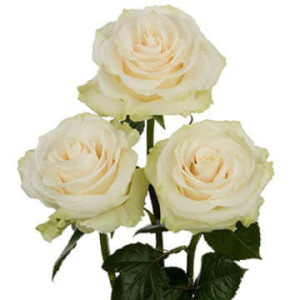 Роза Мондиаль 50 см