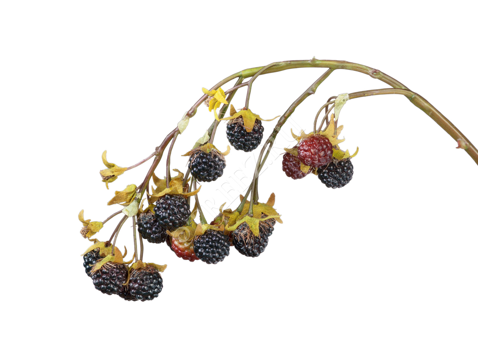 30.0312022 Ежевика ветвь со спелыми ягодами Цветочная коллекция 