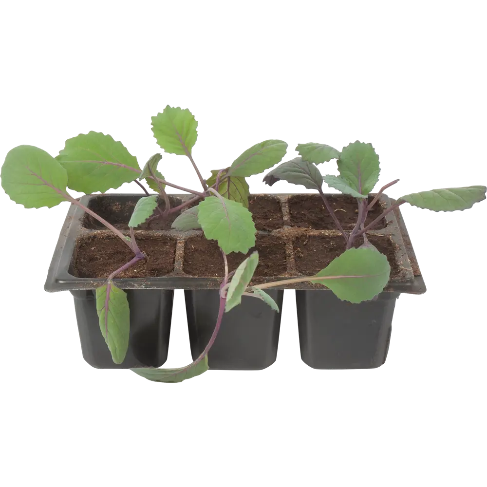 Капуста краснокачанная в кассете, 6 шт. 82585472 STLM-2053401 Santreyd  - Вид №1
