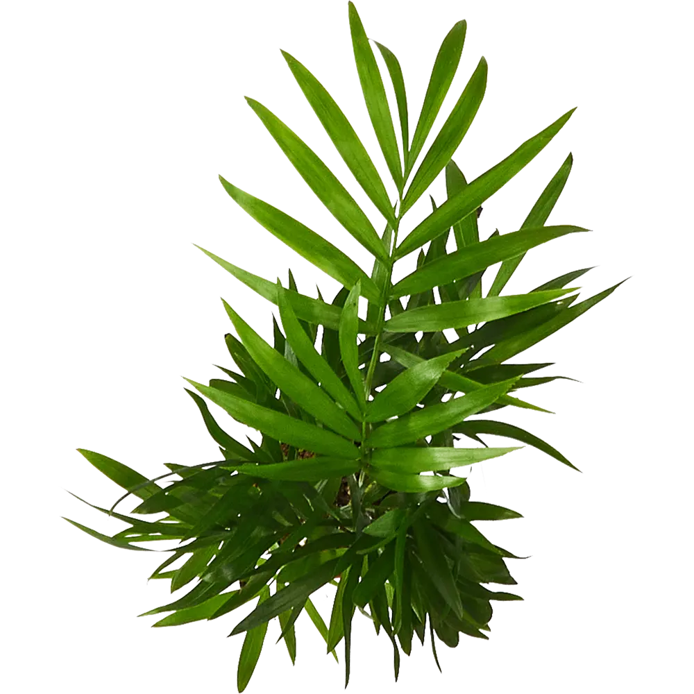 Santreyd Хамедорея Элеганс — изящная комнатная пальма 85324850 STLM-0061463 - Вид №2