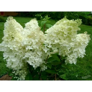 Гортензия метельчатая Селекшн ø15 h35 см