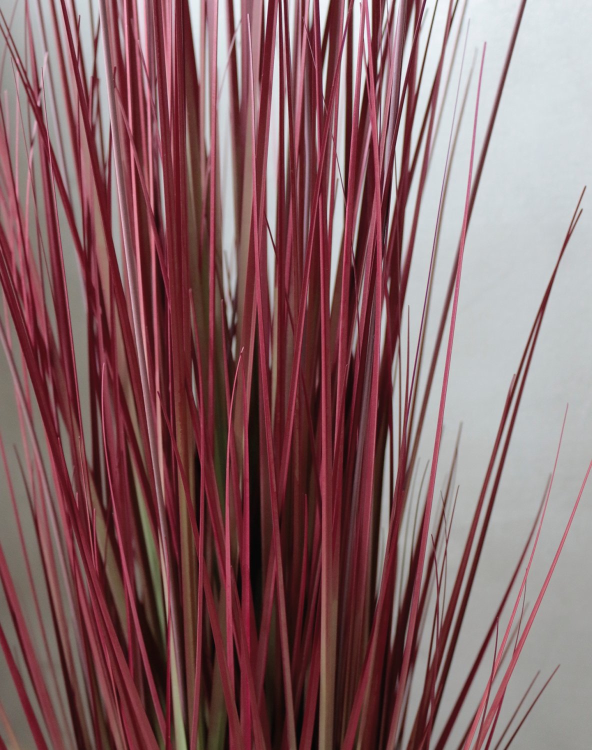 4869 498 a3 Искусственный пучок травы 'Chinese fountain grass' в горшке, 120 см, бордово-зеленый H-andreas  - Вид №6