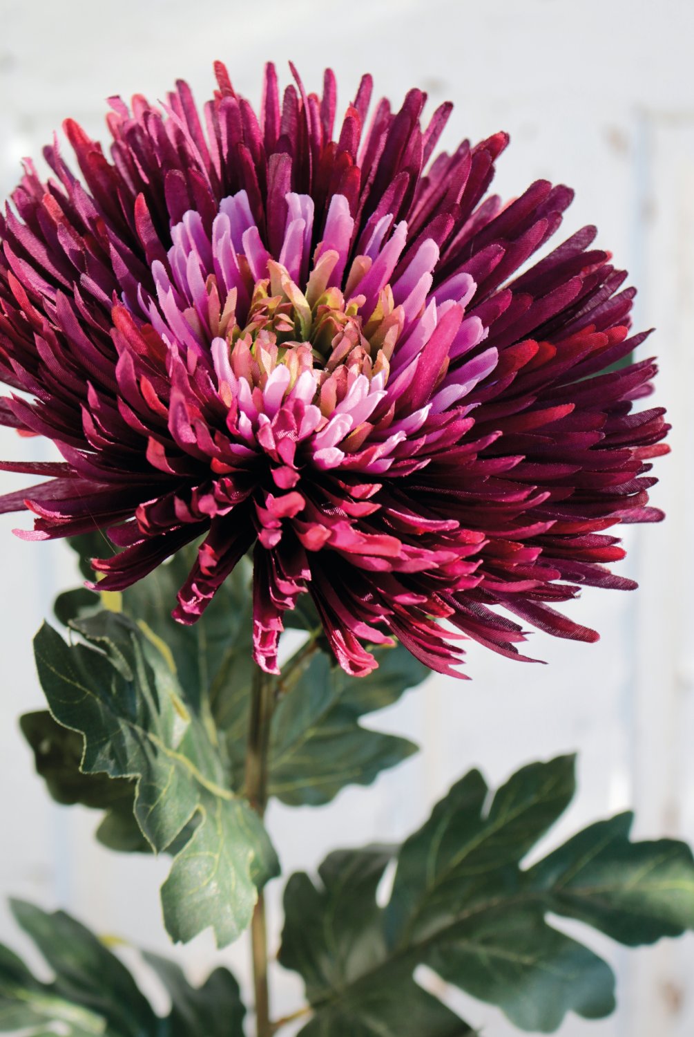 3427 490 a3 Искусственная хризантема, 88 см, красно-черная H-andreas  - Вид №4