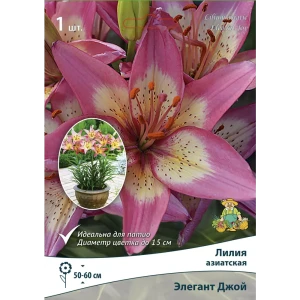 Лилия азиатская Элегант Джой Патио