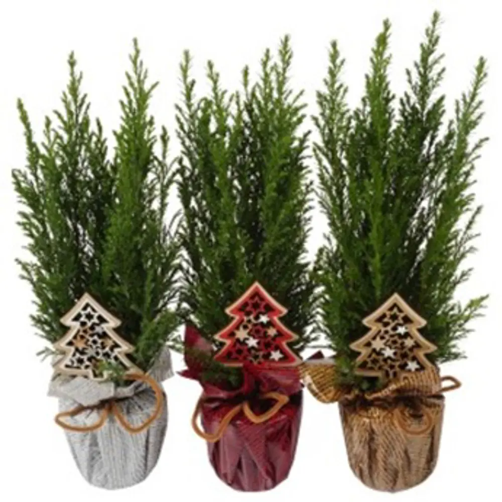 Кипарис элвуди d9 h25 см пленка с елочкой Santreyd STLM-2205969